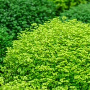 Soleirolia soleirolii - vue d'ensemble