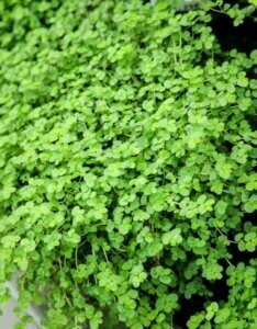 Soleirolia soleirolii - vue d'ensemble