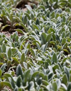 Stachys byzantina Silver Carpet - vue d'ensemble