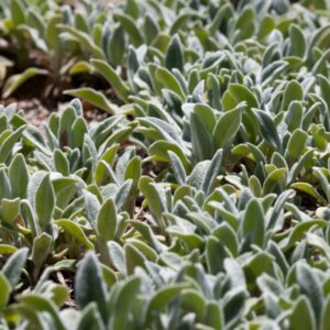 Stachys byzantina Silver Carpet - vue d'ensemble