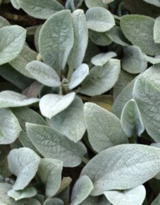 Stachys byzantina Silver Carpet - fleurs