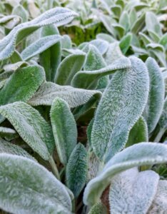 Stachys byzantina Silver Carpet - fleurs