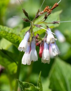 Symphytum grandiflorum Wisley Blue - fleurs