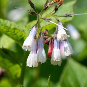 Symphytum grandiflorum Wisley Blue - fleurs