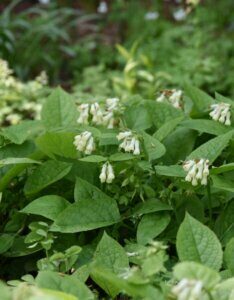 Symphytum grandiflorum - vue d'ensemble