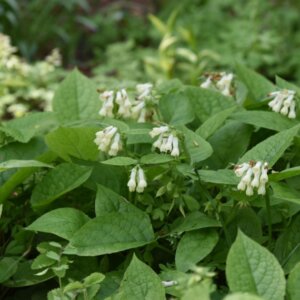 Symphytum grandiflorum - vue d'ensemble