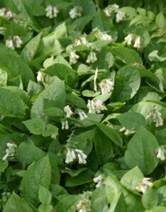 Symphytum grandiflorum - vue d'ensemble