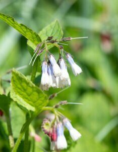 Symphytum grandiflorum - fleurs