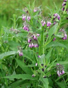 Symphytum officinale - vue d'ensemble