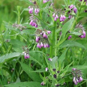 Symphytum officinale - vue d'ensemble