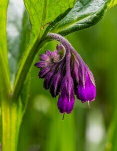 Symphytum officinale - fleurs