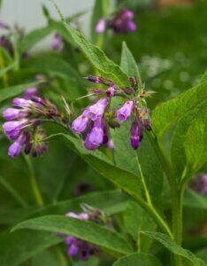 Symphytum officinale - fleurs