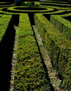 Taxus baccata - If commun - Jardin à la française