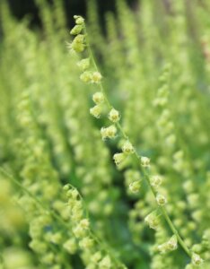 Tellima grandiflora - fleurs