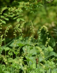 Tellima grandiflora - vue d'ensemble