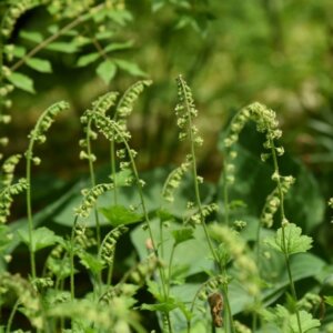 Tellima grandiflora - vue d'ensemble