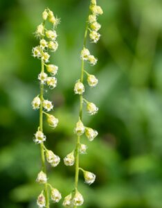 Tellima grandiflora - fleurs