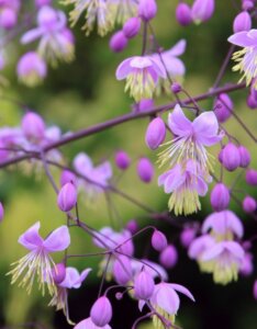 Thalictrum delavayi - fleurs