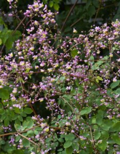 Thalictrum delavayi - vue d'enesmble