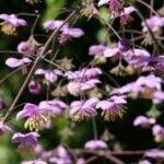 Thalictrum delavayi - fleurs