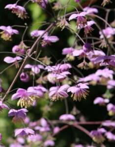 Thalictrum delavayi - fleurs