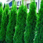 Thuja occidentalis Smaragd - Thuya du Canada - Haie