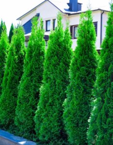 Thuja occidentalis Smaragd - Thuya du Canada - Haie