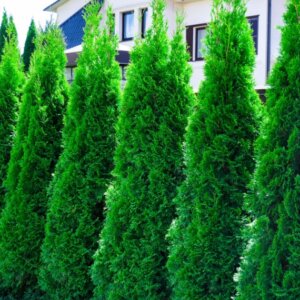 Thuja occidentalis Smaragd - Thuya du Canada - Haie
