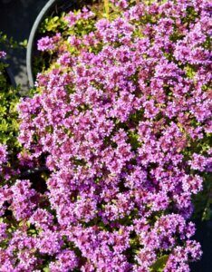 Thymus praecox Coccineus - fleurs vue d'ensemble