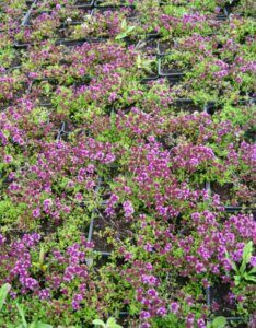 Thymus praecox Coccineus- vue d'ensemble