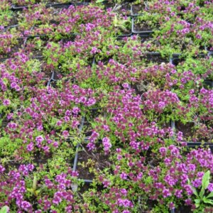 Thymus praecox Coccineus- vue d'ensemble