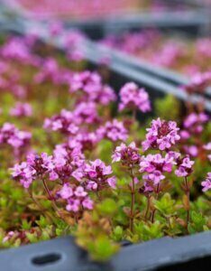 Thymus praecox Coccineus - fleurs