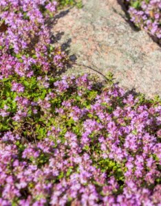 Thymus praecox Red Carpet - vue d'ensemble