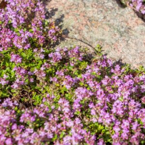 Thymus praecox Red Carpet - vue d'ensemble