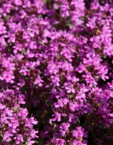 Thymus praecox Red Carpet - fleurs