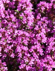 Thymus praecox Red Carpet - fleurs