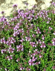 Thymus serpyllum - vue d'ensemble