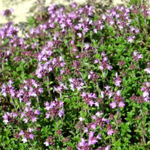 Thymus serpyllum - vue d'ensemble