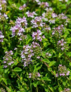 Thymus serpyllum - fleurs vue d'ensemble