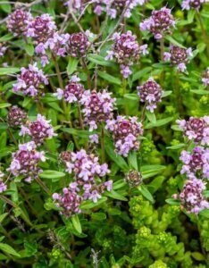 Thymus serpyllum - fleurs