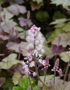 Tiarella wherryi – Tiarelle de Wherry - fleur