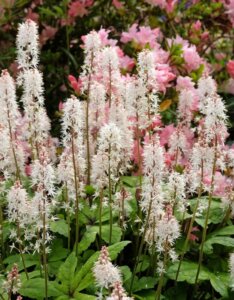 Tiarella wherryi – Tiarelle de Wherry - fleurs vue d'ensemble