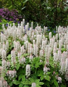 Tiarella wherryi – Tiarelle de Wherry - vue d'ensemble