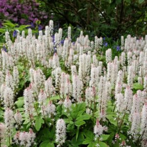 Tiarella wherryi – Tiarelle de Wherry - vue d'ensemble