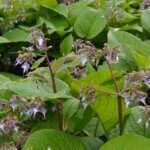 Trachystemon orientalis – Bourrache du Caucase - vue d'ensemble