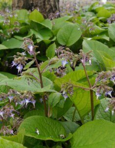 Trachystemon orientalis – Bourrache du Caucase - vue d'ensemble
