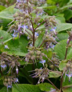 Trachystemon orientalis – Bourrache du Caucase - fleurs