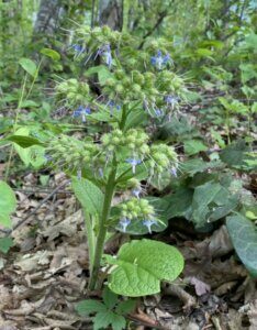 Trachystemon orientalis – Bourrache du Caucase - fleurs vue d'ensemble