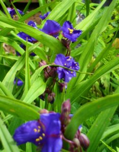 Tradescantia Zwanenburg Blue – Éphémère de Virginie - fleurs vue d'ensemble