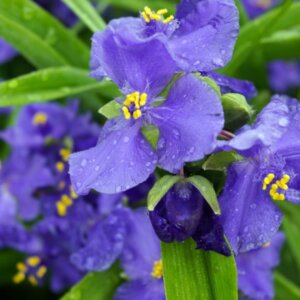 Tradescantia Zwanenburg Blue – Éphémère de Virginie